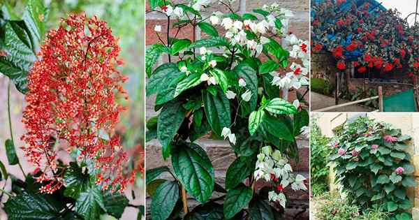 16 de las mejores variedades de clerodendrum