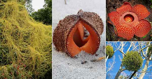 16 plantes indésirables | Plantes qui sont parasites