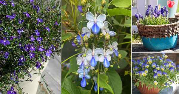 17 melhores flores azuis e brancas