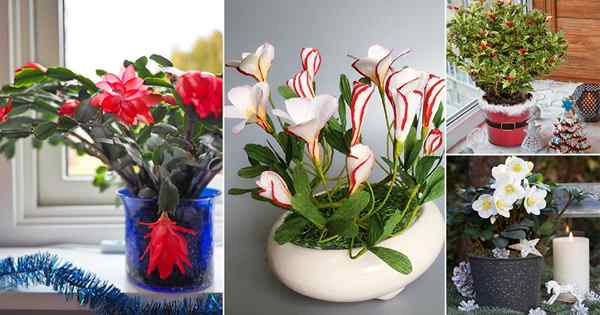 17 melhores flores de Natal | Plantas de Natal populares