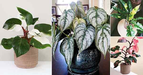 17 Philodendron Variegated Terbaik | Varieti Philodendron yang berwarna -warni