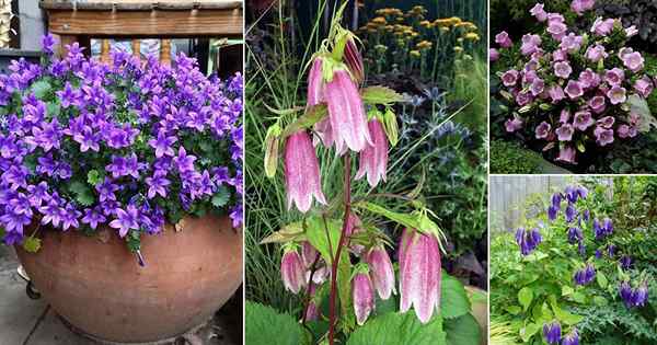 17 schönste Arten von Campanula | Beste Glockenblumen