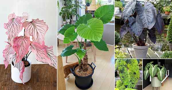 17 plantas que parecen orejas de elefante pero no son