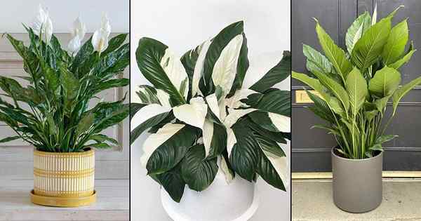 18 Jenis Terbaik Peace Lily | Varieti Spathiphyllum