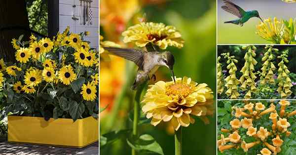 18 melhores plantas amarelas de beija -flor que você pode crescer para atraí -las