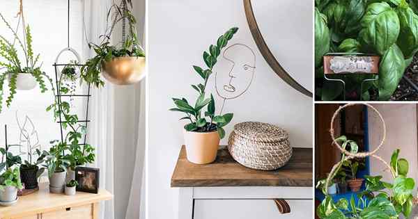 18 ideas fáciles de estaca de planta interior