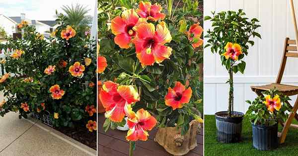 18 Fiesta Hibiscus dalam Idea Taman Dengan Gambar