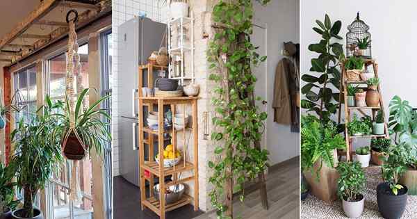 18 Ideias de jardim de escamas internas bonitas e modernas