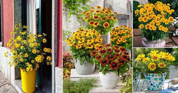 18 Flores impresionantes que parecen girasol