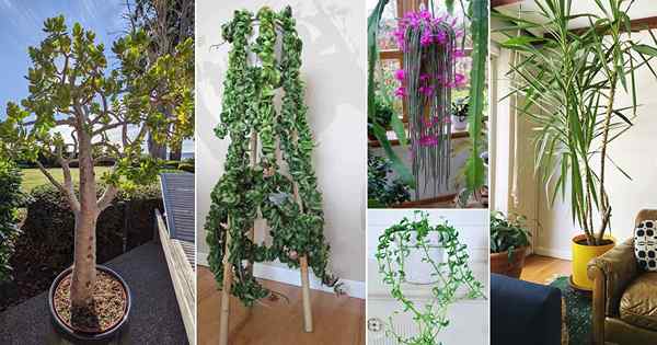 18 succulentes à tiges longues | Plantes succulentes qui poussent de longues tiges