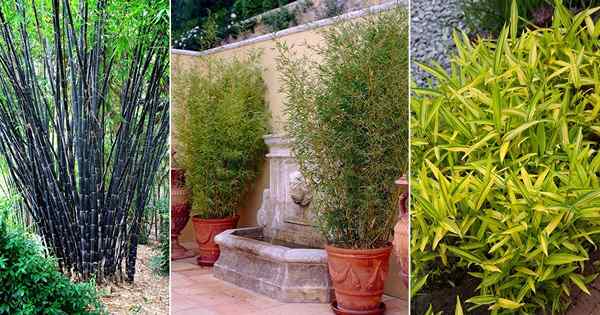 18 tipos de bambúes para crecer en contenedores y jardines