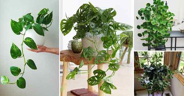 18 tipos de plantas de dinheiro que trazem riqueza em casa