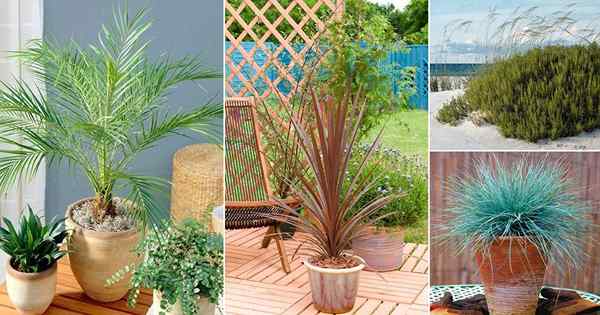 19 plants de plage Vous pouvez cultiver à l'intérieur et jardins maison