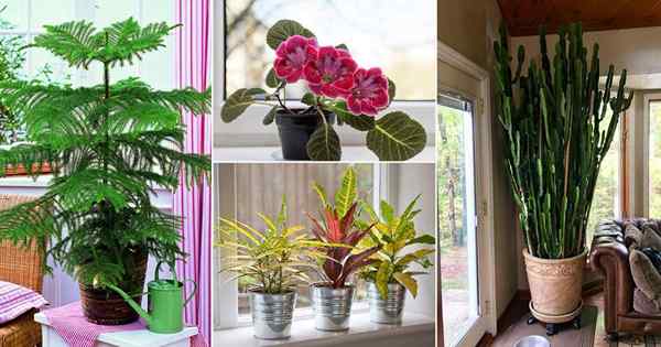 19 meilleures plantes d'intérieur pour les fenêtres ensoleillées