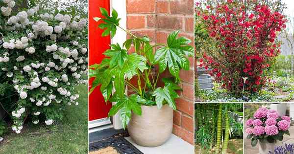 19 meilleures plantes japonaises pour votre jardin