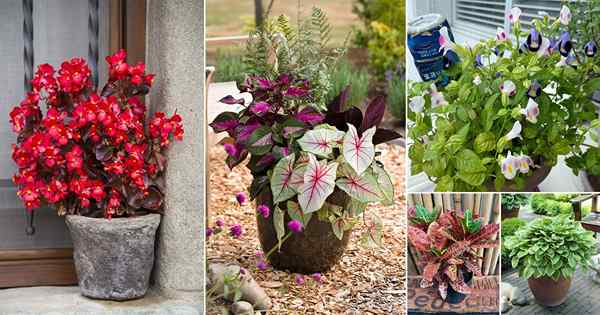 19 meilleures plantes de soleil indirectes en plein air pour les conteneurs et les jardins de l'ombre