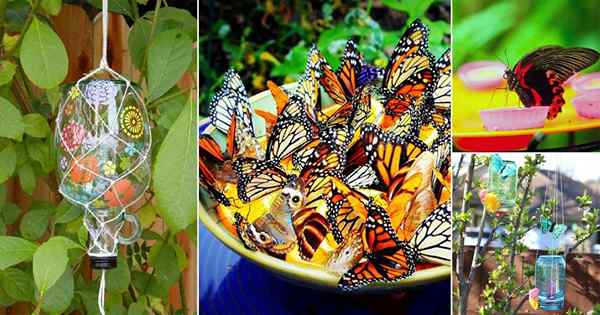 19 idées d'alimentation de papillon bricol