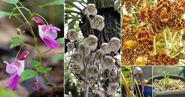 19 plantas que parecen animales | Animal como flores