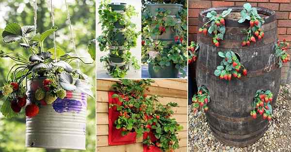 19 Ide DIY pintar untuk menanam stroberi di ruang kecil