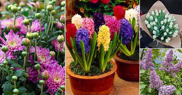 19 types de fleurs funéraires | Meilleures plantes de sympathie