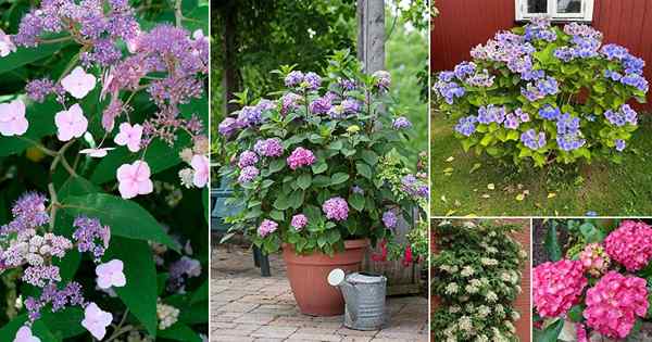 20 tipos más hermosos de hortensias | Las mejores variedades de hortensias