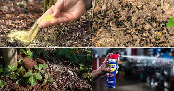 20 resep pembunuh semut yang kuat untuk kebun