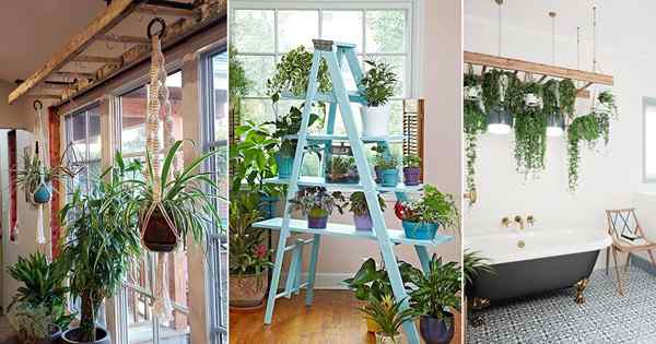 20 einzigartige Möglichkeiten, Leitern zu verwenden, um Zimmerpflanzen anzuzeigen | Dekorieren Sie mit Leiterideen
