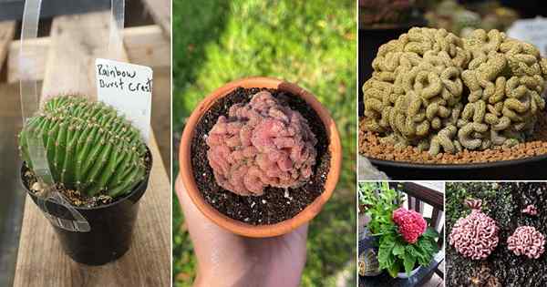 20 plantas extrañas que parecen cerebro