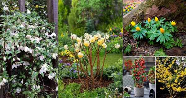 20 arbustos de floración de invierno que se ven bien en el jardín de invierno