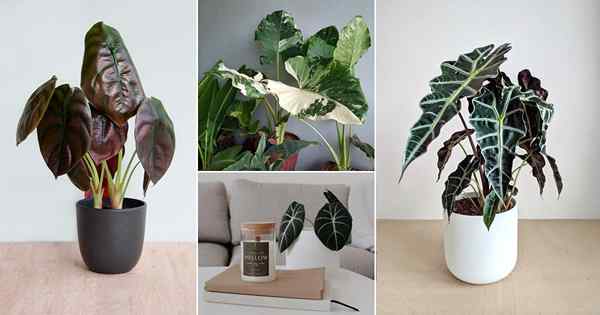 21 melhores tipos de alocasia que você pode cultivar | Variedades de alocasia incríveis