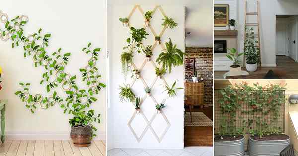 21 Idéias de parede de plantas de treliça DIY louco