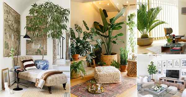 21 tumbuhan tinggi untuk idea sudut ruang tamu