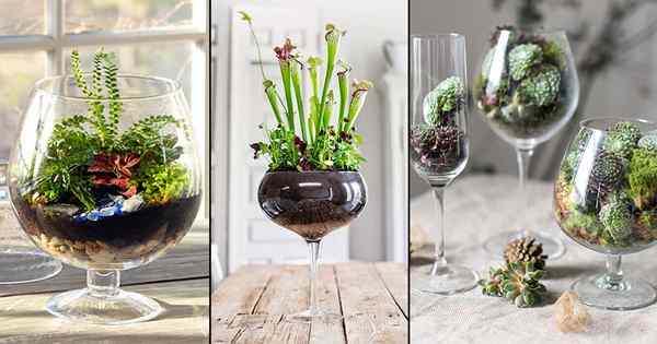 22 piękne zdjęcia terrarium w kieliszku wina