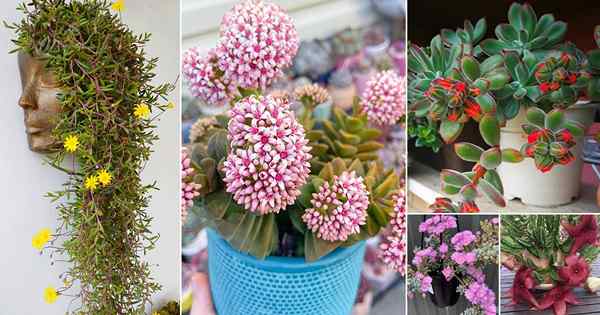 22 belles succulentes avec des fleurs de couleur différentes