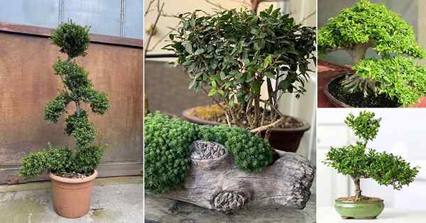 22 melhores fotos japonesas de Bonsai Tree