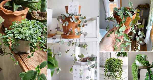 22 Succulents String Terbaik Yang Menggantung | Tanaman string populer