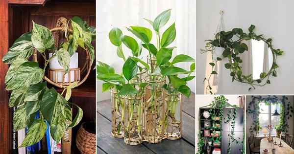 22 Ideas aplastantes para plantar Pothos en estilos únicos