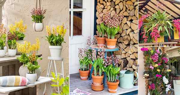 23 idées de jardin d'orchidées balcon