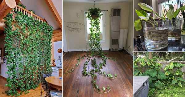 23 maneiras diferentes de cultivar pothos em casa e jardim