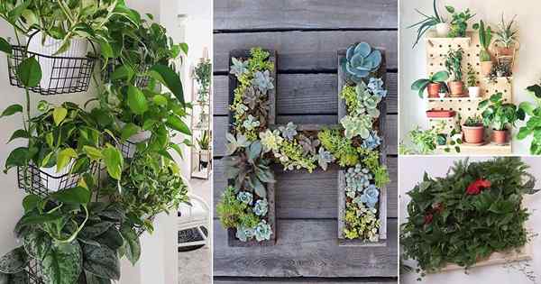 23 proyectos de pared de plantas de interior de bricolaje que cualquiera puede hacer | Ideas de pared vivas para el hogar