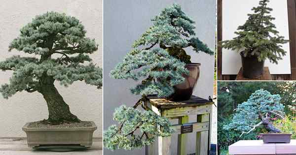 24 mejores fotos de bonsai de abeto azul