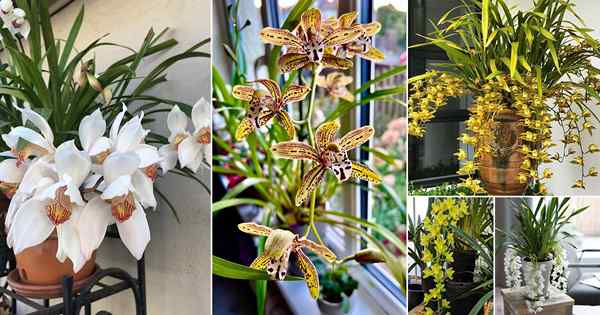 24 meilleures variétés d'orchid Cymbidium | Comment le faire pousser