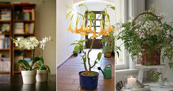 24 meilleures plantes intérieures parfumées à l'odeur que vous devez cultiver !