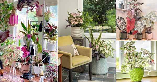 24 idées de caladium intérieur d'Instagram