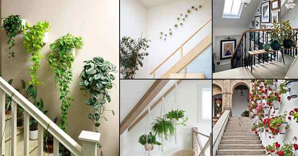 24 idées de décoration murale d'escalier inspirant avec des plantes