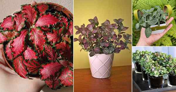 24 plus beaux Fittonias que vous pouvez cultiver | Variétés des plantes nerveuses