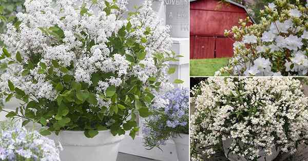 25 arbustos con flores blancas | Arbustos de floración blanca