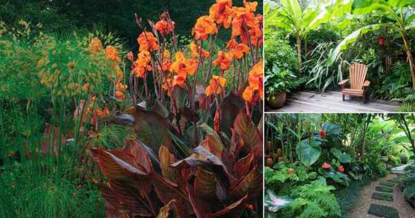 25 kalte winterharte tropische Pflanzen, um einen tropischen Garten im kalten Klima zu schaffen