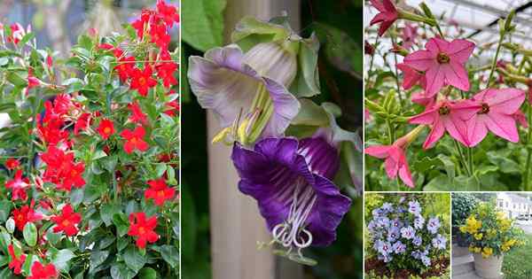 25 Blumen, die wie morgendliche Herrlichkeiten aussehen | Blüten ähnlich dem Morgen Glory