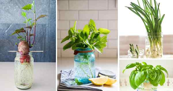 25 plantas de cocina que crecen en agua